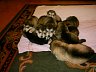Pups 20.jpg